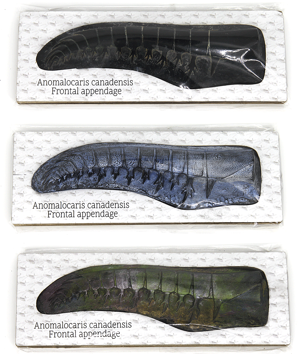 anomalocaris アノマロカリス