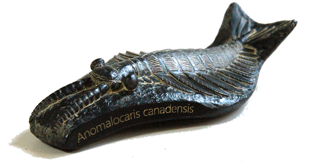 anomalocaris アノマロカリス